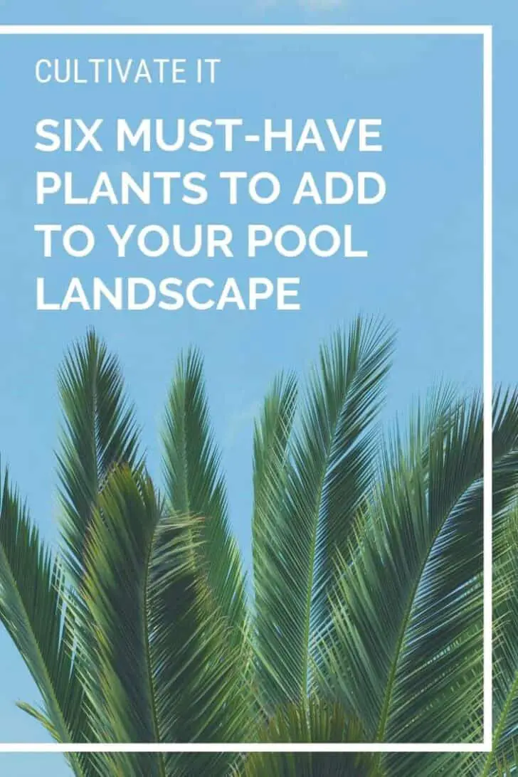 Six Must-have Plants to Add to Your Pool Landscape