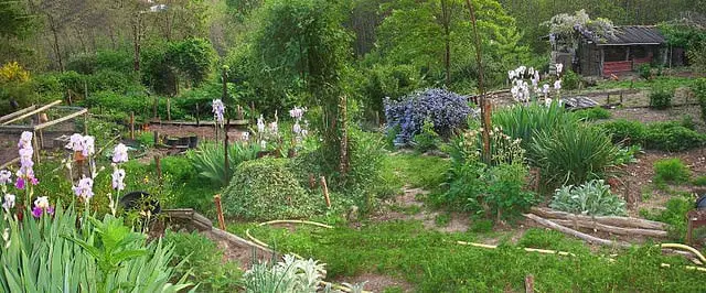 A Guide to Permaculture for the Beginners 1 - Flowers & Plants