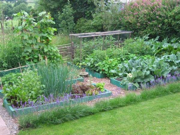 A Guide to Permaculture for the Beginners 3 - Flowers & Plants