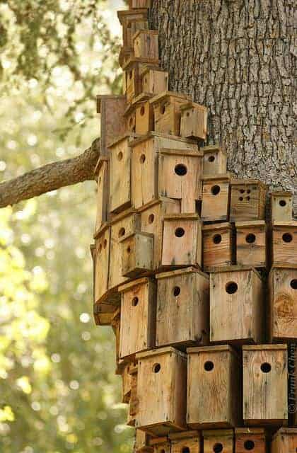 Decorative Bird Houses: 10 Rules to Follow 13 - Bird Feeders & Houses