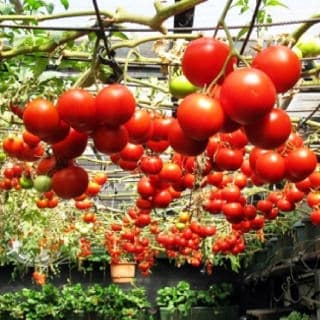 Grow Tomatoes Upside Down