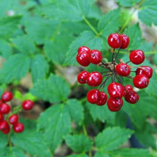 Poisonous Plants