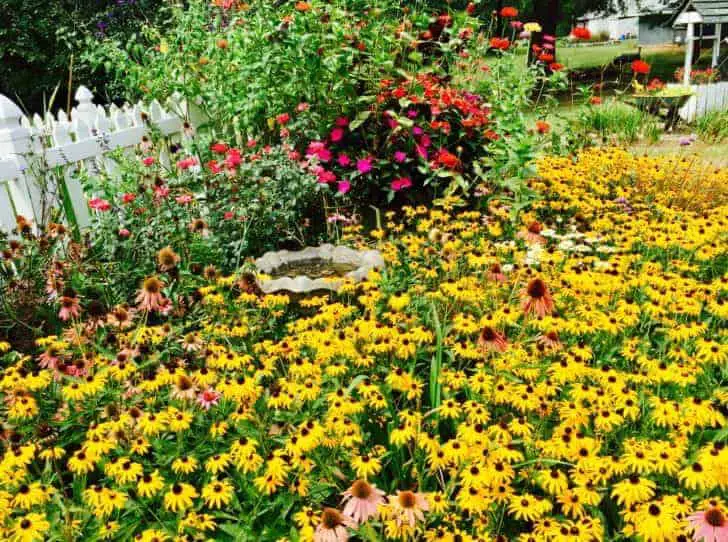 The joy of a Cottage Garden is embracing natures quirks.