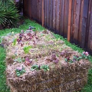 Straw Bale Gardening