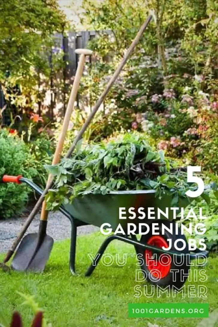 Five Essential Gardening Jobs You Should Do This Summer 13 - water