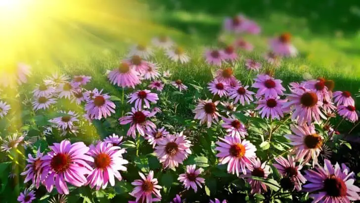 Creating Your Dream Garden: What You'll Need to Get Started 2 - Garden Decor - 1001 Gardens Creating Your Dream Garden: What You'll Need to Get Started 1 - Garden Decor