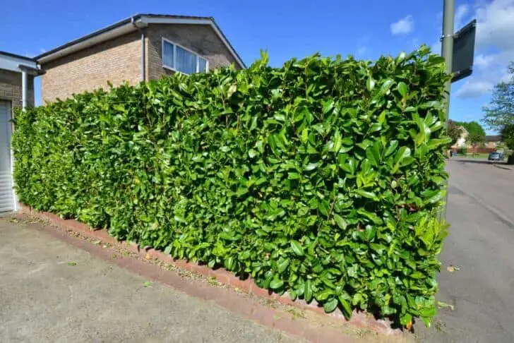 How You Can Enjoy Privacy in Your Garden 2 - Privacy Fences & Garden Gates - 1001 Gardens How You Can Enjoy Privacy in Your Garden 1 - Privacy Fences & Garden Gates