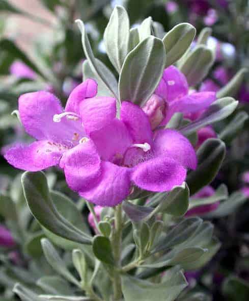 The Top Flowers For Your Warm-Weather Garden 2 - Flowers & Plants - 1001 Gardens The Top Flowers For Your Warm-Weather Garden 1 - Flowers & Plants