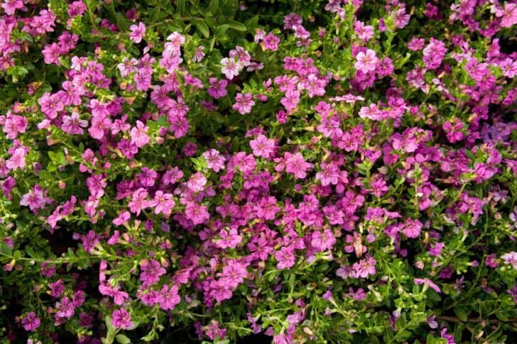 The Top Flowers For Your Warm-Weather Garden 3 - Flowers & Plants