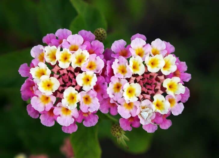 The Top Flowers For Your Warm-Weather Garden 5 - Flowers & Plants