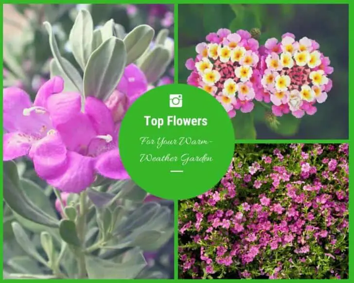 The Top Flowers For Your Warm-Weather Garden 1 - Flowers & Plants