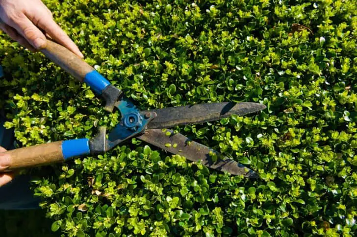 20 Must-Have Gardening Tools Every Gardener Needs: The Complete list 43 - Garden Tools