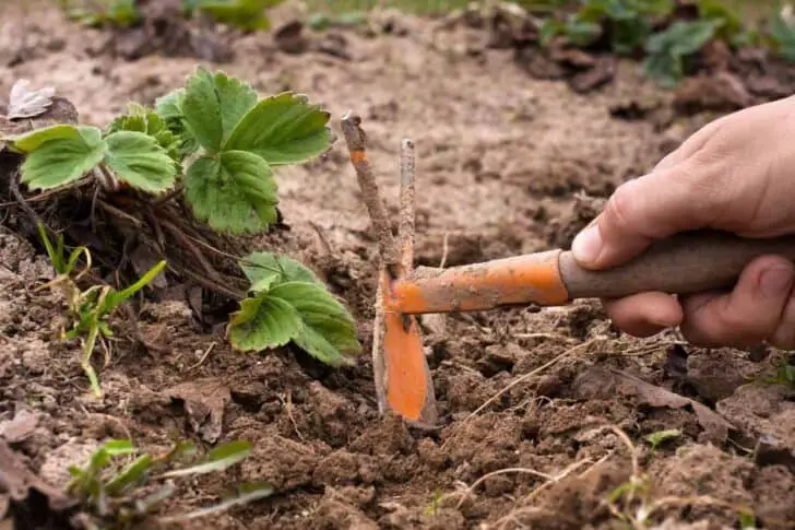 20 Must-Have Gardening Tools Every Gardener Needs: The Complete list