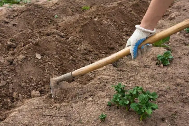 20 Must-Have Gardening Tools Every Gardener Needs: The Complete list