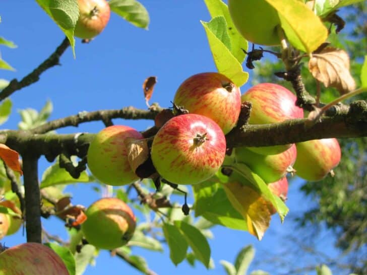 Best Way to Store Apples