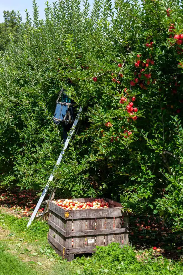 Best Way to Store Apples