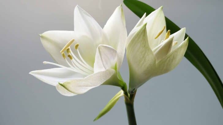 Which flowers to offer for which occasion? 29 - Flowers & Plants