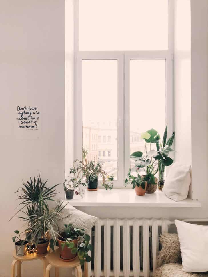 15 Plants for your Indoor Garden and how to take care of them 3 - Flowers & Plants