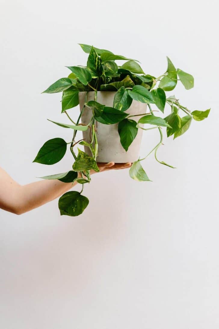 15 Plants for your Indoor Garden and how to take care of them 24 - Flowers & Plants
