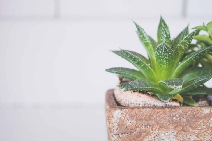 15 Plants for your Indoor Garden and how to take care of them 26 - Flowers & Plants