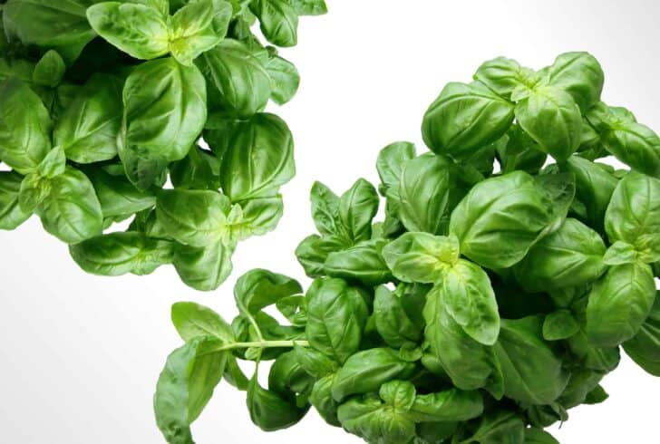 15 Plants for your Indoor Garden and how to take care of them 28 - Flowers & Plants