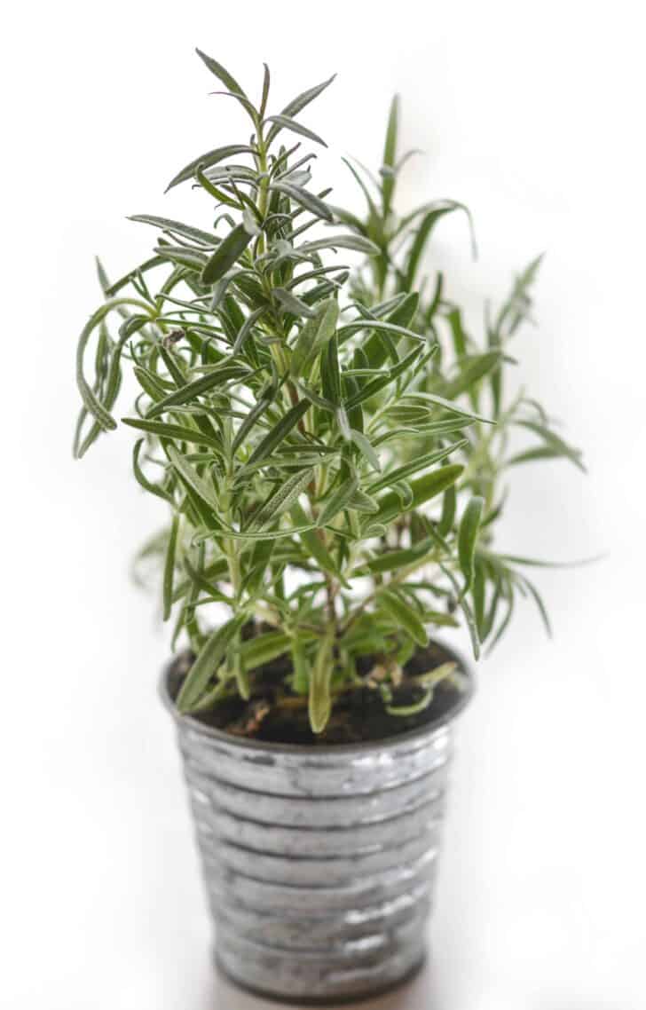 15 Plants for your Indoor Garden and how to take care of them 31 - Flowers & Plants