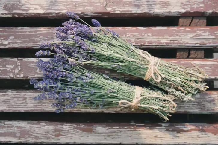 15 Plants for your Indoor Garden and how to take care of them 37 - Flowers & Plants