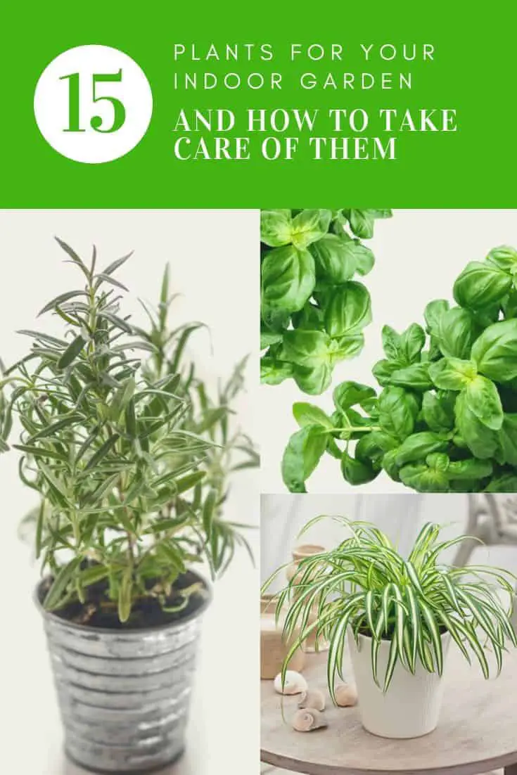 15 Plants for your Indoor Garden and how to take care of ...