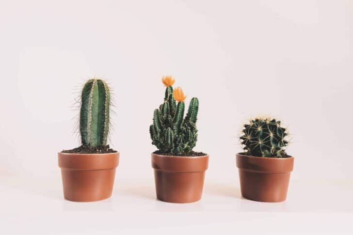 15 Plants for your Indoor Garden and how to take care of them 8 - Flowers & Plants