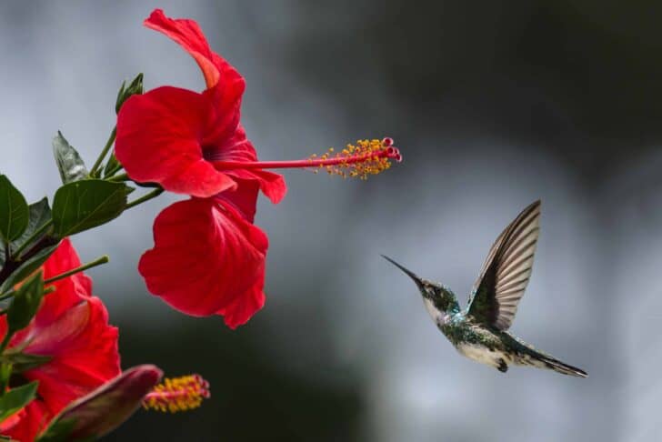 15 Plants for your Indoor Garden and how to take care of them 10 - Flowers & Plants