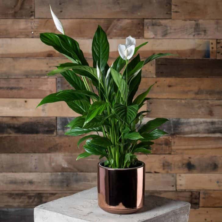 15 Plants for your Indoor Garden and how to take care of them 12 - Flowers & Plants