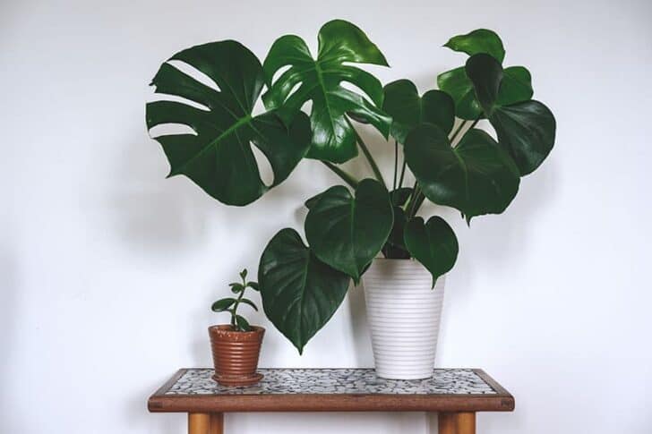 15 Plants for your Indoor Garden and how to take care of them 14 - Flowers & Plants
