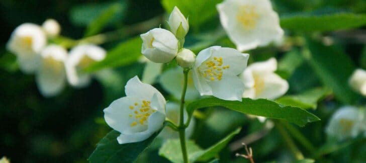 15 Plants for your Indoor Garden and how to take care of them 16 - Flowers & Plants