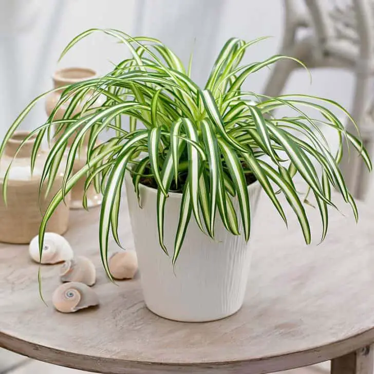 15 Plants for your Indoor Garden and how to take care of them 18 - Flowers & Plants