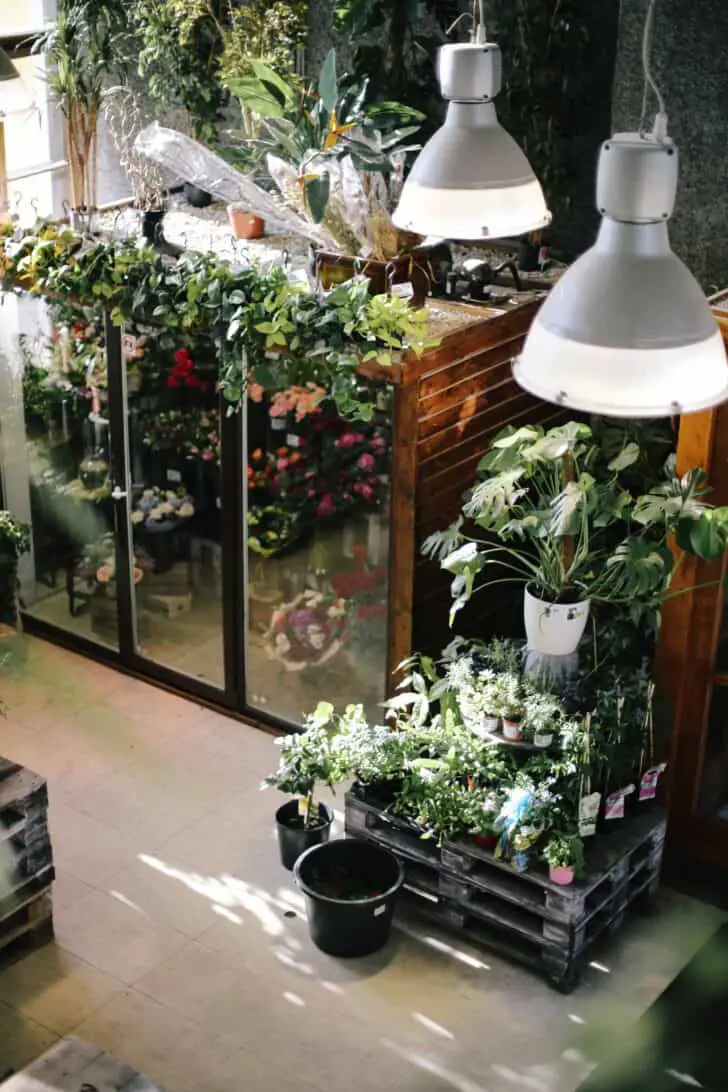 15 Plants for your Indoor Garden and how to take care of them 2 - Flowers & Plants - 1001 Gardens 15 Plants for your Indoor Garden and how to take care of them 1 - Flowers & Plants