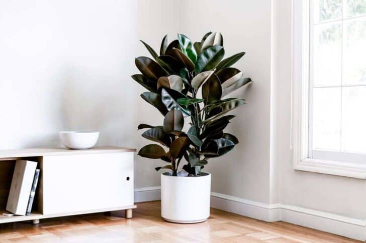 15 Plants for your Indoor Garden and how to take care of them 20 - Flowers & Plants