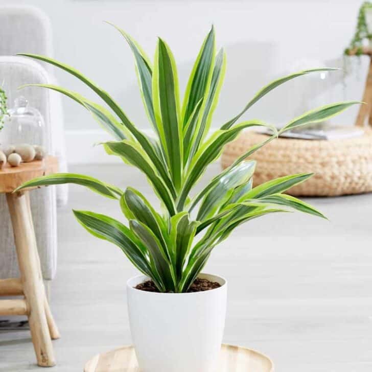 15 Plants for your Indoor Garden and how to take care of them 22 - Flowers & Plants