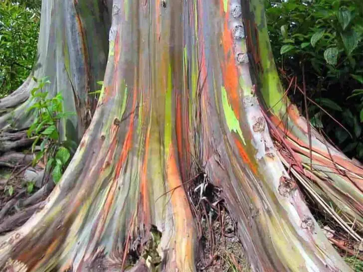 The Rainbow Eucalyptus: An Unusual Tree With a Multicoloured Trunk 1 - Flowers & Plants