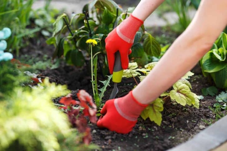 4 Important Tips For Garden Maintenance 10 - Flowers & Plants