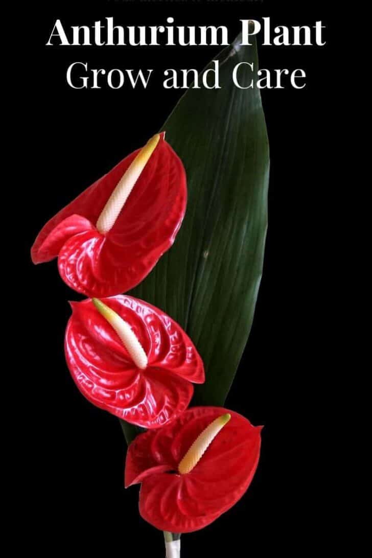 Anthurium Plant Grow and Care