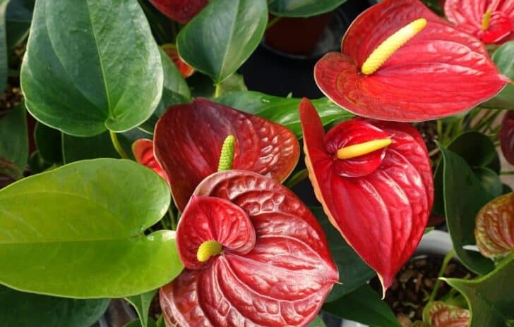 Anthurium Plant Grow and Care