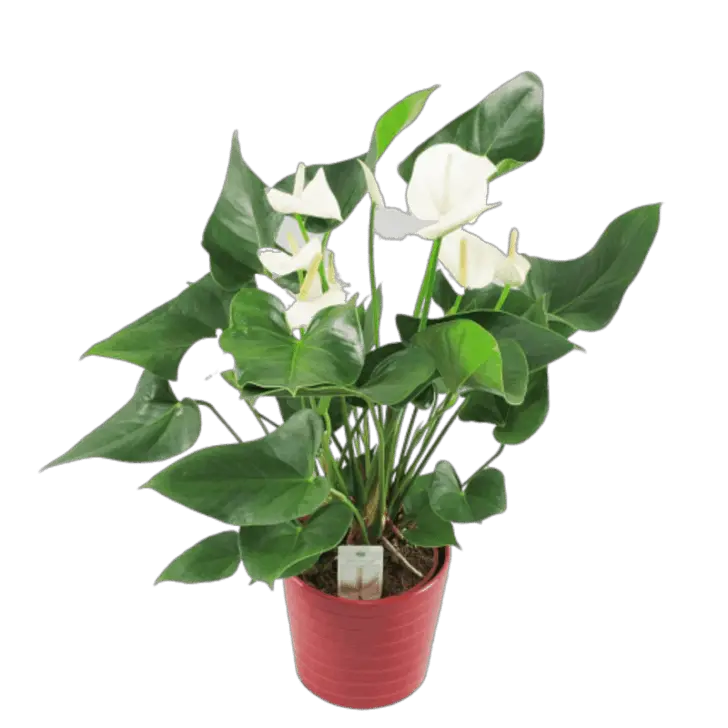 Anthurium Plant Grow and Care