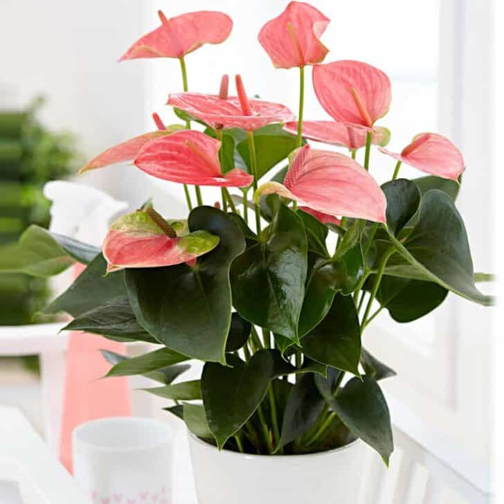 Anthurium Plant Grow and Care