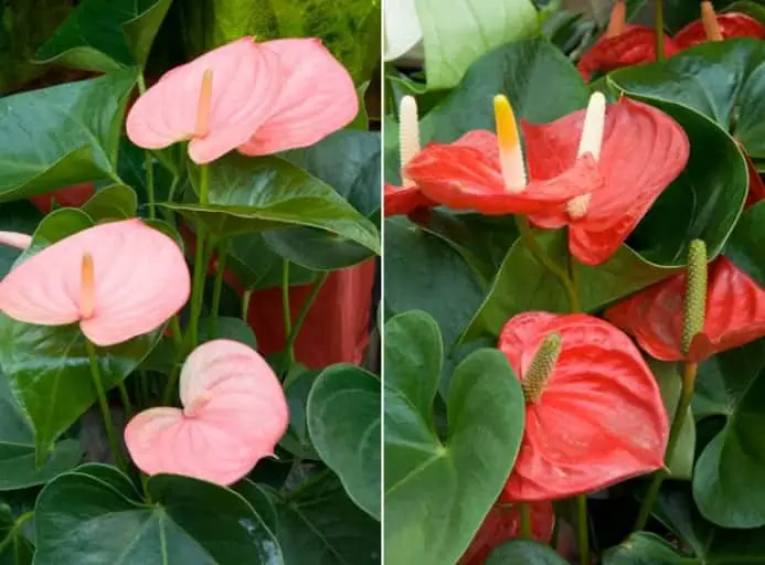 Anthurium Plant Grow and Care