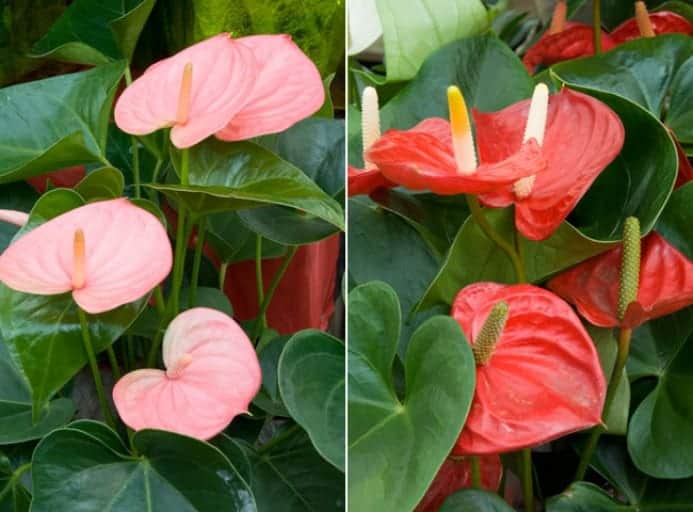 Anthurium Plant Grow and Care