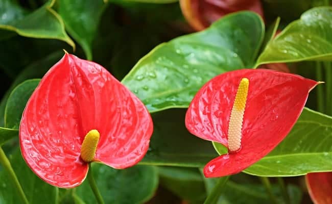 Anthurium Plant Grow and Care