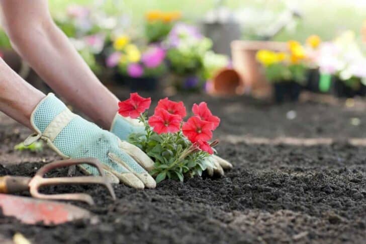 10 Must-have tools for your garden 37 - Garden Tools