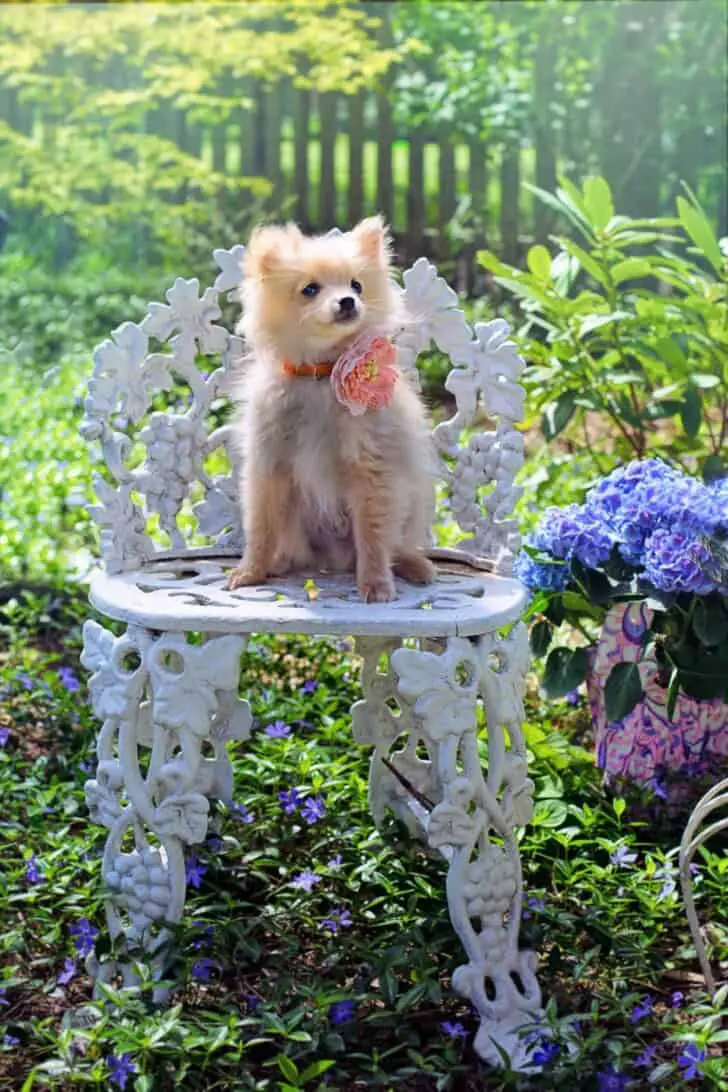 9 Tips To Dog Proof Your Garden 2 - Garden Decor - 1001 Gardens 9 Tips To Dog Proof Your Garden 1 - Garden Decor