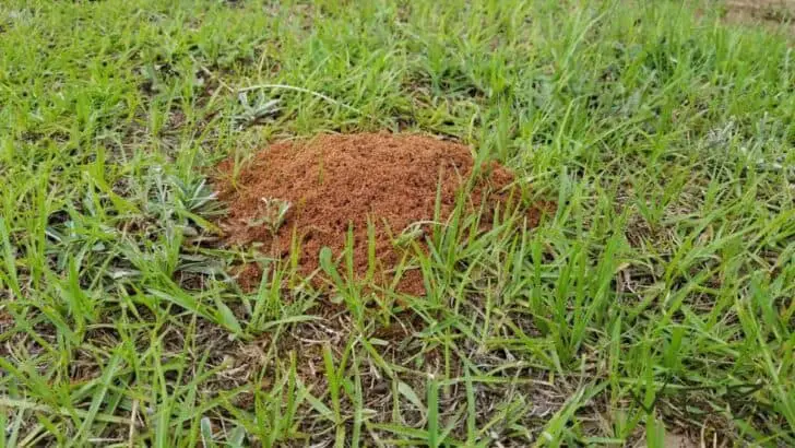 How to effectively eliminate fire ants in your yard? 3 - Flowers & Plants