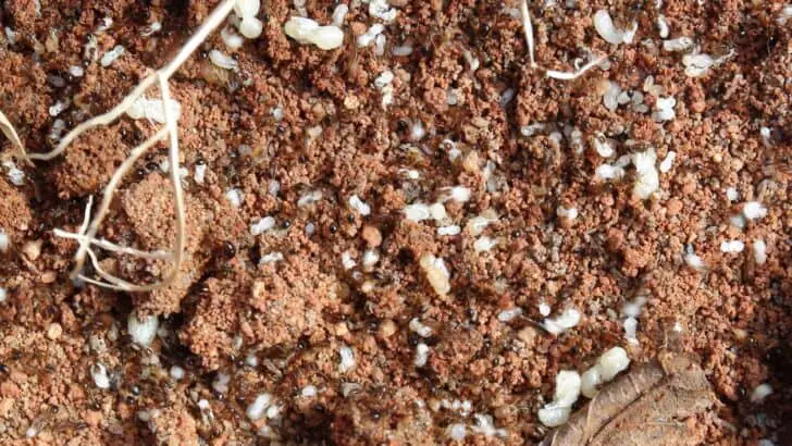 How to effectively eliminate fire ants in your yard? 24 - Flowers & Plants